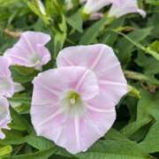 ヒメ日記 2025/09/05 07:51 投稿 りこ 熟女の風俗最終章 宇都宮店