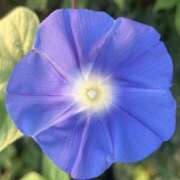 ヒメ日記 2025/09/06 07:51 投稿 りこ 熟女の風俗最終章 宇都宮店