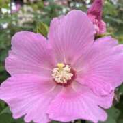 ヒメ日記 2025/09/11 16:51 投稿 りこ 熟女の風俗最終章 宇都宮店