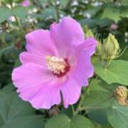 ヒメ日記 2025/09/20 09:03 投稿 りこ 熟女の風俗最終章 宇都宮店