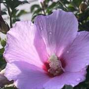 ヒメ日記 2025/09/21 09:21 投稿 りこ 熟女の風俗最終章 宇都宮店