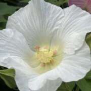 ヒメ日記 2025/09/23 09:05 投稿 りこ 熟女の風俗最終章 宇都宮店