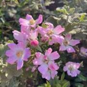 ヒメ日記 2025/09/26 08:31 投稿 りこ 熟女の風俗最終章 宇都宮店