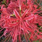 ヒメ日記 2025/09/27 09:51 投稿 りこ 熟女の風俗最終章 宇都宮店