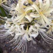 ヒメ日記 2025/09/29 09:22 投稿 りこ 熟女の風俗最終章 宇都宮店