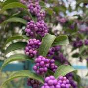 ヒメ日記 2025/10/01 09:02 投稿 りこ 熟女の風俗最終章 宇都宮店