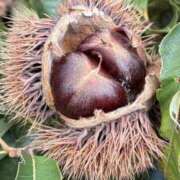 ヒメ日記 2025/10/09 10:21 投稿 りこ 熟女の風俗最終章 宇都宮店