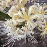 ヒメ日記 2025/10/10 08:41 投稿 りこ 熟女の風俗最終章 宇都宮店