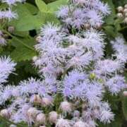 ヒメ日記 2025/10/12 09:15 投稿 りこ 熟女の風俗最終章 宇都宮店