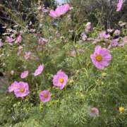 ヒメ日記 2025/10/16 12:59 投稿 りこ 熟女の風俗最終章 宇都宮店