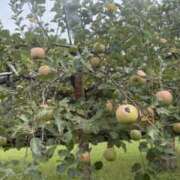 ヒメ日記 2025/10/17 10:55 投稿 りこ 熟女の風俗最終章 宇都宮店