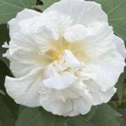 ヒメ日記 2025/10/19 09:34 投稿 りこ 熟女の風俗最終章 宇都宮店