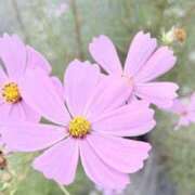 ヒメ日記 2025/10/20 10:41 投稿 りこ 熟女の風俗最終章 宇都宮店