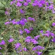 ヒメ日記 2025/10/20 16:37 投稿 りこ 熟女の風俗最終章 宇都宮店