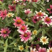 ヒメ日記 2025/10/27 12:21 投稿 りこ 熟女の風俗最終章 宇都宮店