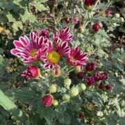 ヒメ日記 2025/10/30 08:41 投稿 りこ 熟女の風俗最終章 宇都宮店