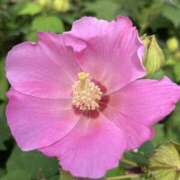 ヒメ日記 2025/11/01 16:02 投稿 りこ 熟女の風俗最終章 宇都宮店