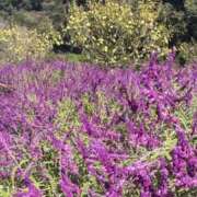 ヒメ日記 2025/11/03 22:41 投稿 りこ 熟女の風俗最終章 宇都宮店