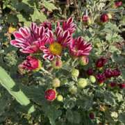 ヒメ日記 2025/11/06 09:31 投稿 りこ 熟女の風俗最終章 宇都宮店