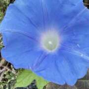 ヒメ日記 2025/11/08 17:02 投稿 りこ 熟女の風俗最終章 宇都宮店