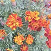 ヒメ日記 2025/11/09 09:51 投稿 りこ 熟女の風俗最終章 宇都宮店