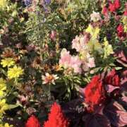 ヒメ日記 2025/11/16 08:24 投稿 りこ 熟女の風俗最終章 宇都宮店