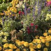 ヒメ日記 2025/11/17 08:51 投稿 りこ 熟女の風俗最終章 宇都宮店