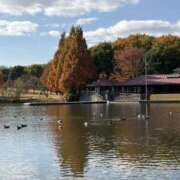 ヒメ日記 2025/11/19 19:48 投稿 りこ 熟女の風俗最終章 宇都宮店