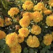 ヒメ日記 2025/11/22 16:25 投稿 りこ 熟女の風俗最終章 宇都宮店