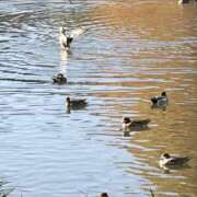 ヒメ日記 2025/11/27 08:11 投稿 りこ 熟女の風俗最終章 宇都宮店