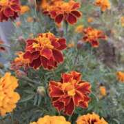 ヒメ日記 2025/11/28 14:52 投稿 りこ 熟女の風俗最終章 宇都宮店