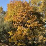 ヒメ日記 2025/11/28 14:57 投稿 りこ 熟女の風俗最終章 宇都宮店