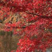 ヒメ日記 2025/12/05 14:24 投稿 りこ 熟女の風俗最終章 宇都宮店