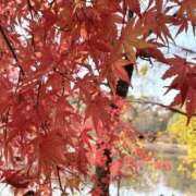 ヒメ日記 2025/12/11 14:21 投稿 りこ 熟女の風俗最終章 宇都宮店