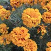 ヒメ日記 2025/12/22 08:41 投稿 りこ 熟女の風俗最終章 宇都宮店