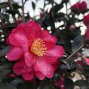 ヒメ日記 2025/12/26 08:58 投稿 りこ 熟女の風俗最終章 宇都宮店