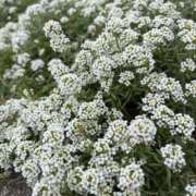 ヒメ日記 2025/12/30 08:51 投稿 りこ 熟女の風俗最終章 宇都宮店