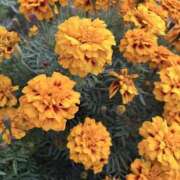 ヒメ日記 2025/12/30 19:32 投稿 りこ 熟女の風俗最終章 宇都宮店