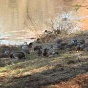 ヒメ日記 2026/01/04 16:21 投稿 りこ 熟女の風俗最終章 宇都宮店