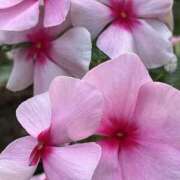 ヒメ日記 2026/01/10 08:41 投稿 りこ 熟女の風俗最終章 宇都宮店