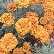 ヒメ日記 2026/01/12 16:02 投稿 りこ 熟女の風俗最終章 宇都宮店