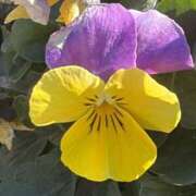 ヒメ日記 2026/01/14 12:23 投稿 りこ 熟女の風俗最終章 宇都宮店