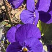 ヒメ日記 2026/01/16 09:31 投稿 りこ 熟女の風俗最終章 宇都宮店