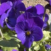 ヒメ日記 2026/01/17 14:31 投稿 りこ 熟女の風俗最終章 宇都宮店