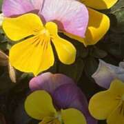 ヒメ日記 2026/01/17 14:41 投稿 りこ 熟女の風俗最終章 宇都宮店