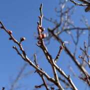 りこ おはようございます 熟女の風俗最終章 宇都宮店