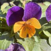 りこ こんばんは 熟女の風俗最終章 宇都宮店