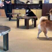 ヒメ日記 2026/02/21 14:50 投稿 深田 熟女の風俗最終章 横浜本店