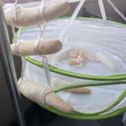 ヒメ日記 2024/12/28 12:43 投稿 なつみ 五反田・品川おかあさん