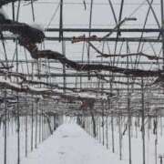 ヒメ日記 2026/01/03 10:13 投稿 なつみ 五反田・品川おかあさん